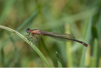 Teneral f. rufescens female. July 2018, Rio Murtazzolu, Birori, Sardinia, IT