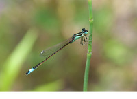 Male. June 2013, Sotos de la Albolafia, Cordoba, Andalucia, ES