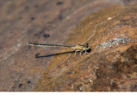 Female f. infuscans. June 2013, Rio Hozgarganta, Los Alcornocales, Andalucia, ES