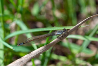 Female f. typica. April 2019, Reservoir Sidi El Barak, Nefza, Béja, TN