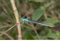 Mature female. September 2018, near Khenifra, MA