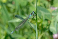 Mature male. May 2007, Barnova forest, Iasi, RO