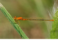 Female f. aurantiaca. April 2006, Markopoulo, Attica, GR