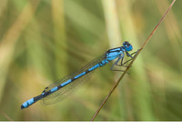 Male. July 2010, Riedenersee, Rieden, Tirol, AT