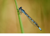 Male. June 2006, Kalmthoutse Heide, Kalmthout, prov. Antwerpen, BE