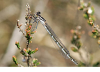 Mature female "dull" form. May 2006, Kalmthoutse Heide, Kalmthout, prov. Antwerpen, BE