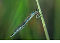 Mature female blue form. May 2006, Achivadolimni, Milos, Cyclades, GR