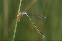 Male. July 2010, Tirol, AT