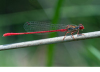 Male. June 2019, Koycegiz, Mugla, TR
