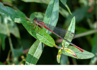 Female f. typica. June 2019, Koycegiz, Mugla, TR