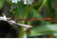 Male. May 2009, Lake Agia, Crete, GR