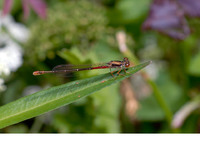 Female f. typica. May 2009, Lake Agia, Crete, GR