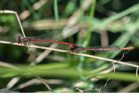 Tandem with female f. intermedia. July 2018, Rio Murtazzolu, Birori, Sardinia, IT