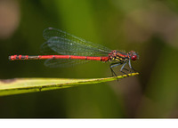 Male. June 2017, near Krastiki, Achaia, Peloponnesos, GR