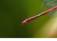 Ventral hook only one-third length of lower appendage