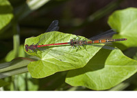 Tandem with female f. typica. June 2017, near Krastiki, Achaia, Peloponnesos, GR
