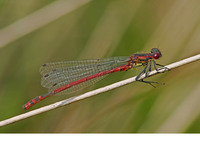 Male. May 2006, Kalmthoutse Heide, prov. Antwerpen, BE