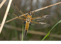 Teneral female. May 2010, Woldlakebos, NP De Weerribben, prov. Overijssel, NL