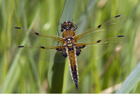 Male. May 2011, Kalmthoutse Heide, Kalmthout, prov. Antwerpen, BE