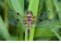 Male f. praenubila. May 2011, Woldlakebos, NP De Weerribben, prov. Overijssel, NL