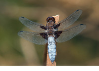 Male. June 2018, riv. Veleka, Sinemorets, BG