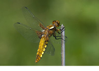 Female. June 2010, Wooldsche Veen, Winterswijk, prov. Gelderland, NL