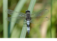 Adult male with "copulamarks". July 2007, St.-Martin-la-Crau, dept. Bouches-de-Rhône, FR