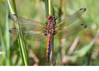 Teneral male. May 2010, Woldlakebos, NP De Weerribben, prov. Overijssel, NL
