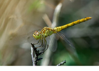 Young male. July 2006, La Brenne, dept. de l'Indre, FR