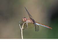 Mature female. Oktober 2009, Ireo, Samos, Dodecanese, GR