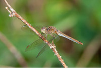 Female. August 2020, Bospolder Ekeren, prov. Antwerpen, BE