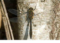 Male. May 2010, Kalenberg, NP De Weerribben, prov. Overijssel, NL