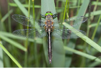 Mature female. May 2011, NP De Weerribben, prov. Overijssel, NL