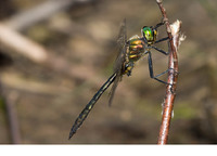 Mature male. July 2010, near Skofja Loka, SI
