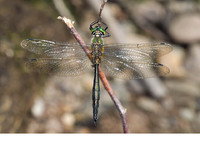 Mature male. July 2010, near Skofja Loka, SI