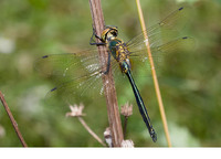 Teneral male. July 2010, Male Zablje, Nova Gorica, SI