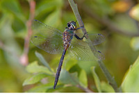 Mature male. August 2009, Ringselvennen, Budel, prov. Noord-Brabant, NL