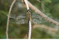 Mature male. July 2010, Gail valley, Arnoldstein, Kärnten, AT