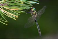 Male. August 2013, Sonnenkopf, Vorarlberg, AT