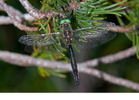 Male. August 2013, Sonnenkopf, Vorarlberg, AT