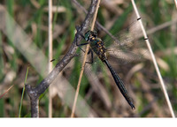 Mature male. June 2010, Wooldsche Veen, Winterswijk, prov. Gelderland, NL