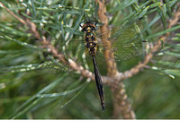 Young male. June 2010, Wooldsche Veen, Winterswijk, prov. Gelderland, NL