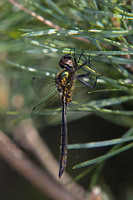 Young male. June 2010, Wooldsche Veen, Winterswijk, prov. Gelderland, NL