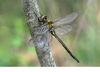 Teneral female. June 2010, Ziepbeekvallei, Lanaken, prov. Limburg, BE