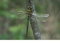 Teneral female. June 2010, Ziepbeekvallei, Lanaken, prov. Limburg, BE