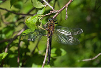 Male. June 2012, riv. Fakiiska, Strandzha NP, BG