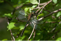 Male. June 2012, riv. Fakiiska, Strandzha NP, BG