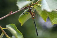 Male. June 2018, riv. Mladezhka, Strandzha NP, BG