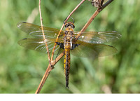 Teneral male. May 2011, Etg.de la Forge, Glageon, dept. du Nord, FR