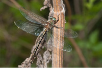 Male. July 2011, riv. Célé, Marcilhac-sur-Célé, dept. Lot, FR